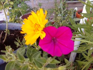 Yellow Coreopsis is Friends with Pink Petunia